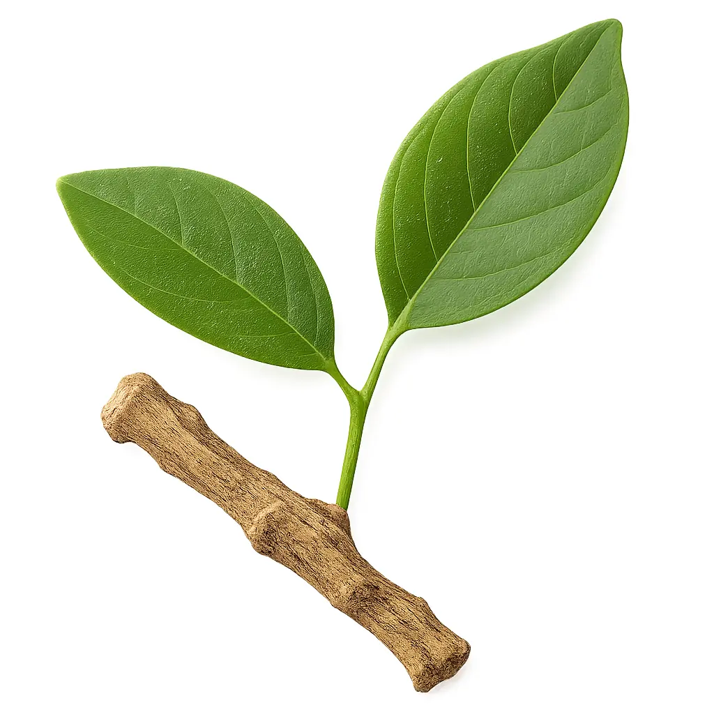 Muira puama — plante amazonienne pour le bien-être général